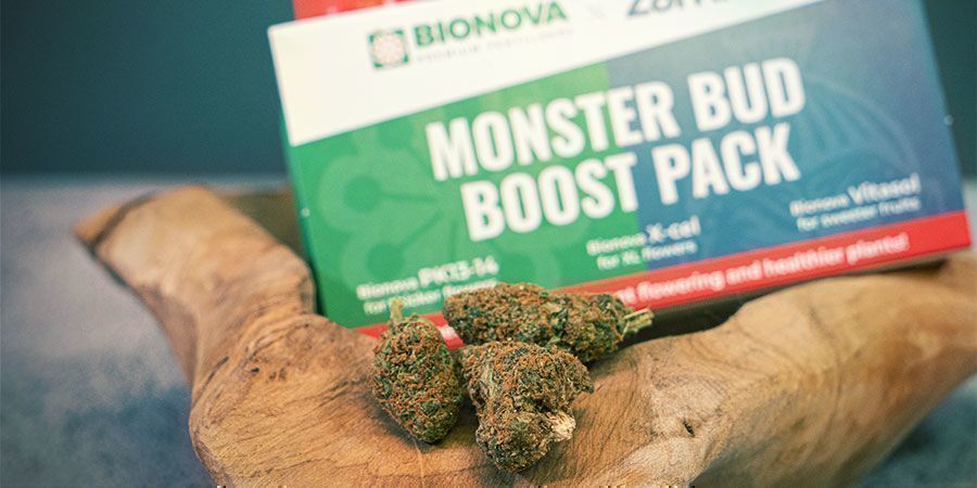 Was ist das Monster Bud Boost Pack?