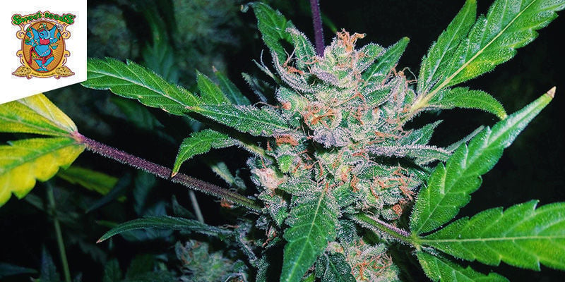 SWEET CHEESE AUTOMATIC (SWEET SEEDS)
