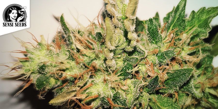 Skunk 1 (Sensi Seeds)