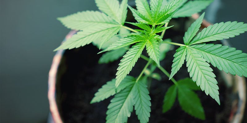 Abfluss - Produktiver Cannabispflanzen 