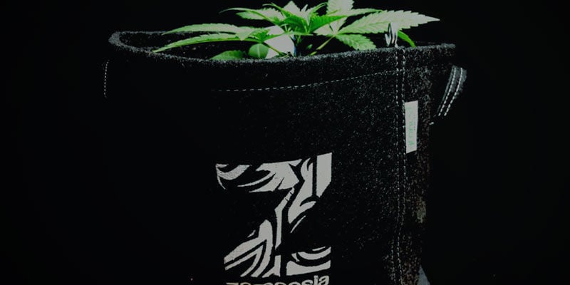 Langlebig - Produktiver Cannabispflanzen 
