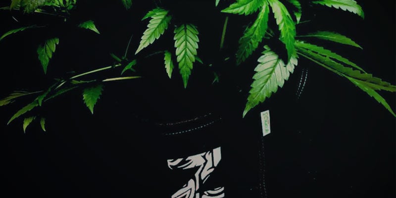 Flexibilität - Produktiver Cannabispflanzen 