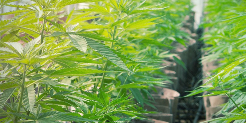 Ideal für die Hydrokultur - Produktiver Cannabispflanzen 