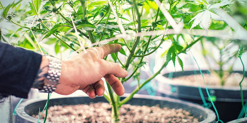 Mehr Sauerstoff - Produktiver Cannabispflanzen 