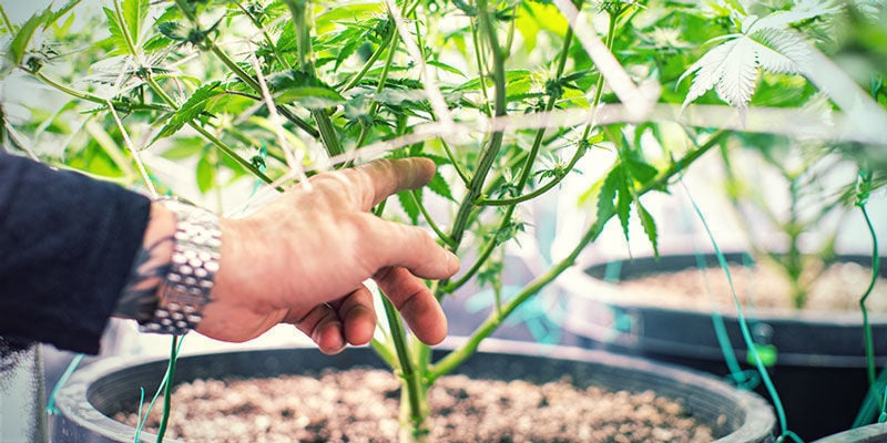 Mehr Sauerstoff - Produktiver Cannabispflanzen 