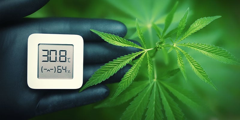 Temperatur - Produktiver Cannabispflanzen 