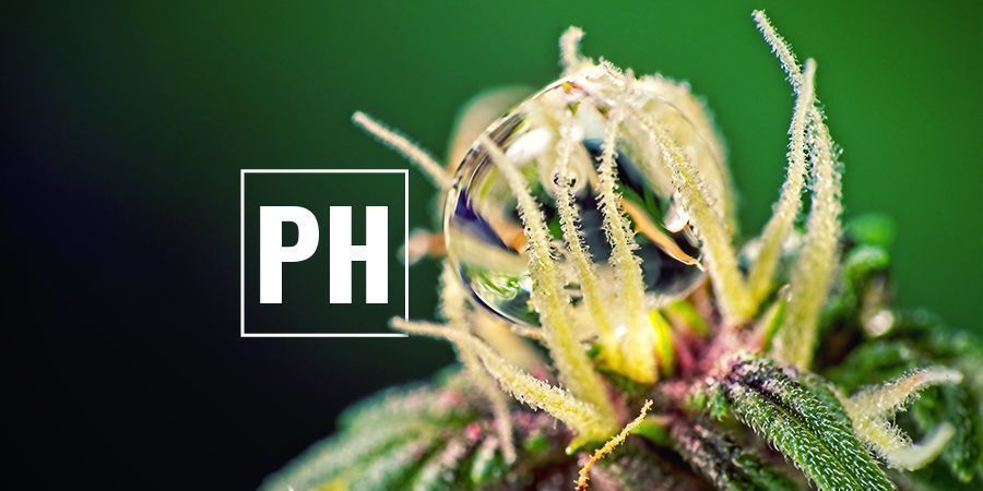 Cannabis PH-Werte Optimieren
