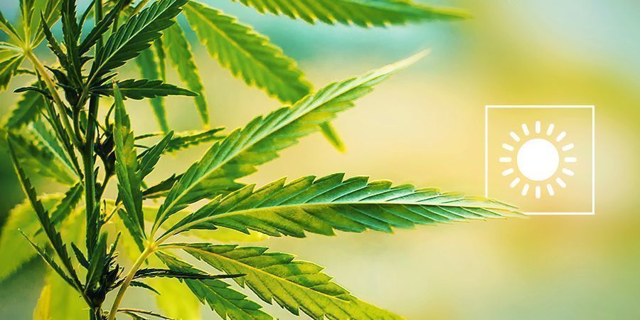 Wähle Die Perfekte Zeit, Um Cannabis Im Freien Anzubauen