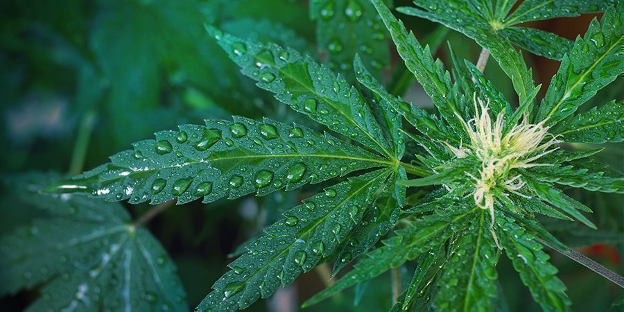 Gieße Deine Cannabis Pflanzen Richtig