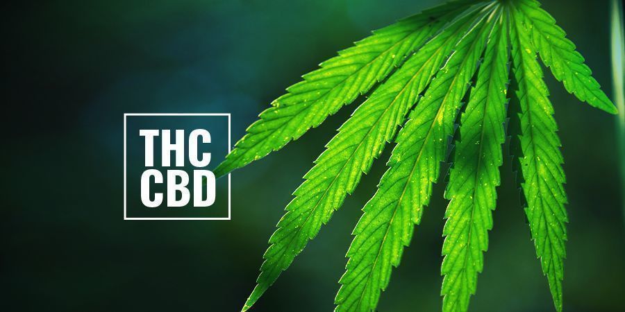 THC-/CBD-reiche Photoperiodische Cannabispflanzen