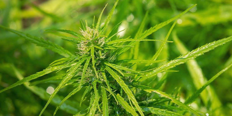 Die Autoflowering Komponente: Cannabis Ruderalis
