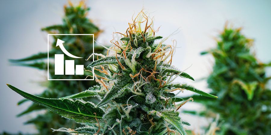Das Ergebnis Moderner Kreuzung: Potente Cannabis Autoflowering Sorten