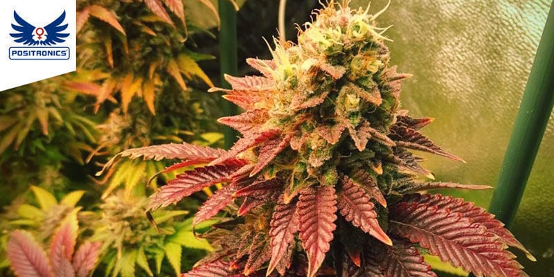 Somango 47 De Positronics