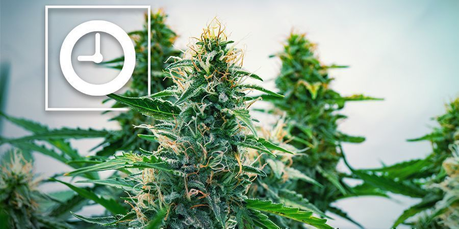 Wie Funktionieren Autoflowering Cannabispflanzen?