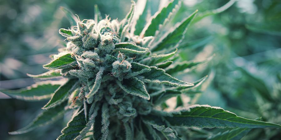 Was Ist Autoflowering Cannabis?