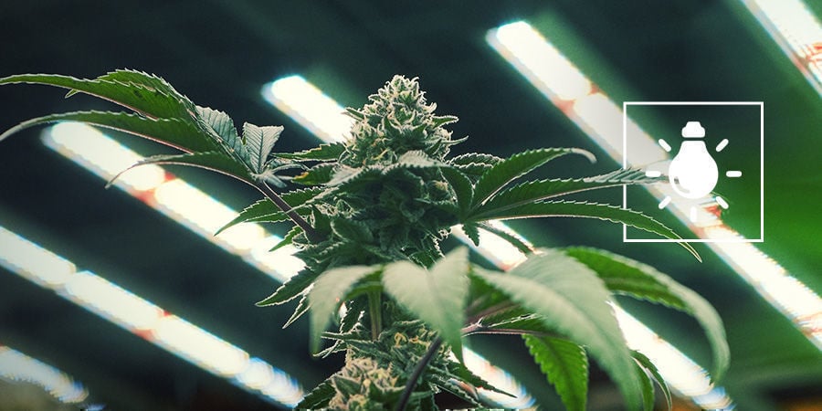 Wie Viel Licht Brauchen Cannabispflanzen?