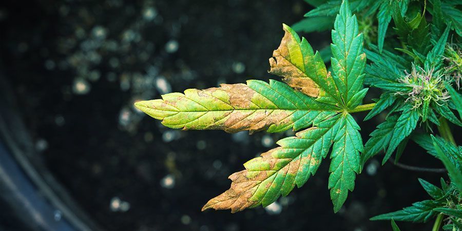 Die Symptome Einer Von Wurzelläusen Befallenen Cannabispflanze