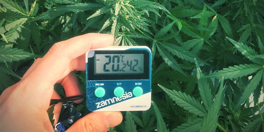 Optimale Luftfeuchtigkeitswerte für Cannabispflanzen