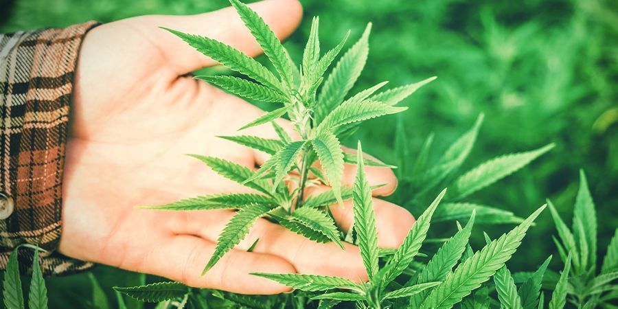 Warum ist die Luftfeuchtigkeit wichtig für Cannabis?