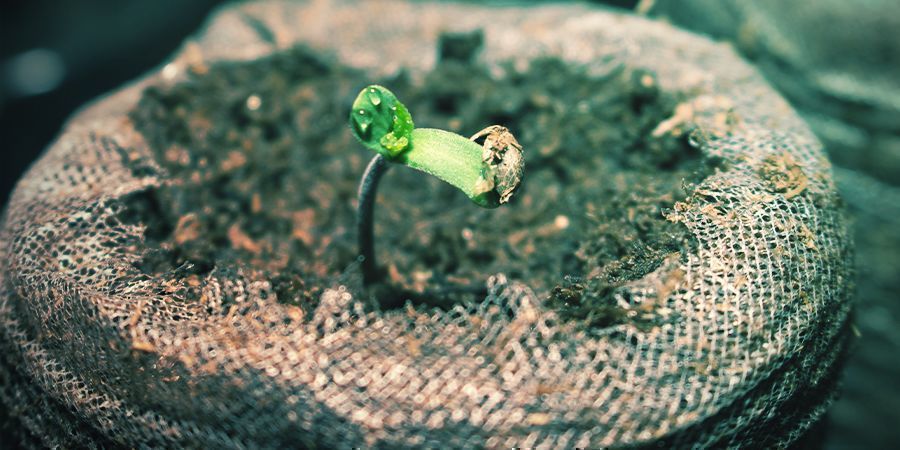 Kann Man Autoflowering Cannabissämlinge Umtopfen?