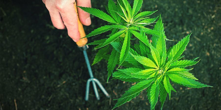 Wie Man Autoflowering Cannabispflanzen Umtopft