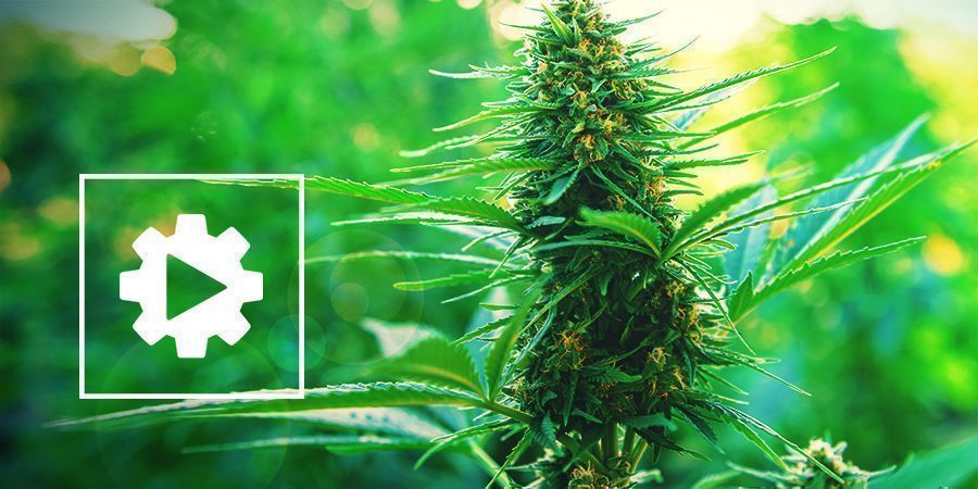 Autoflowering Cannabispflanzen Besser Verstehen