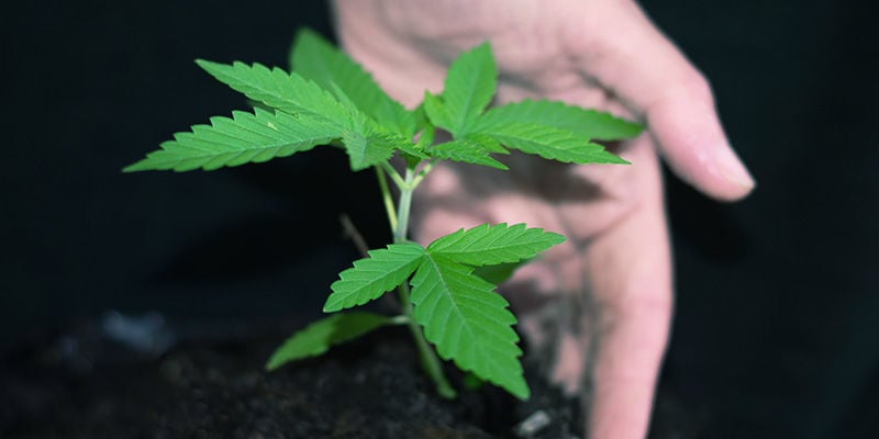 Wann Ist Die Beste Zeit Zum Umtopfen Von Autoflowering Cannabispflanzen
