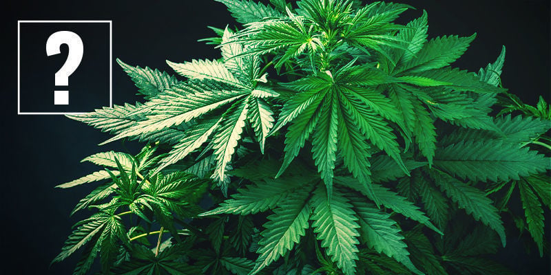 Was sind schnell blühende Cannabissorten?