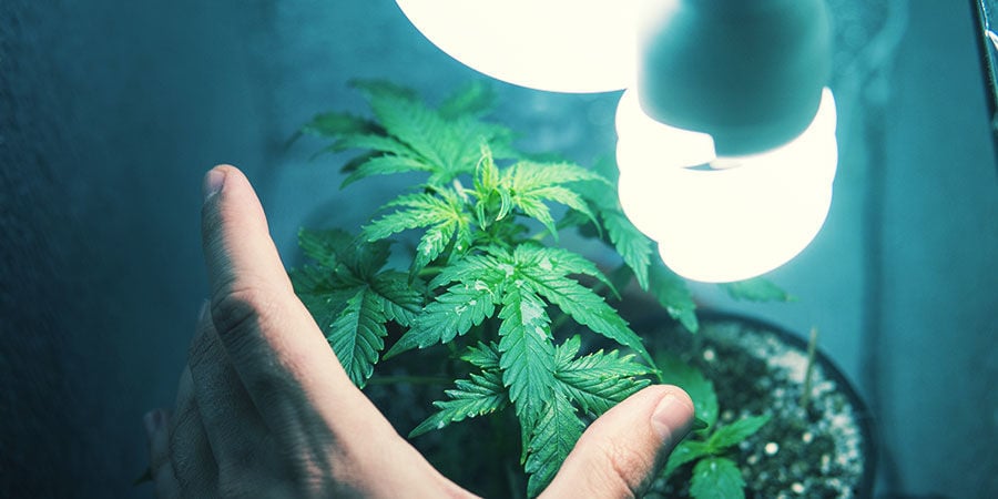 Cannabis In Einer Getarnten Growbox Anbauen