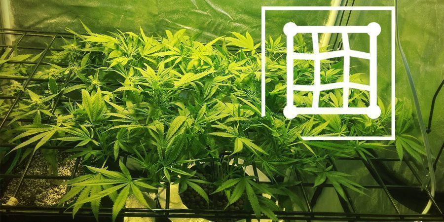 Techniken Für Die Steigerung Des Ertrags Eines Micro-Grows