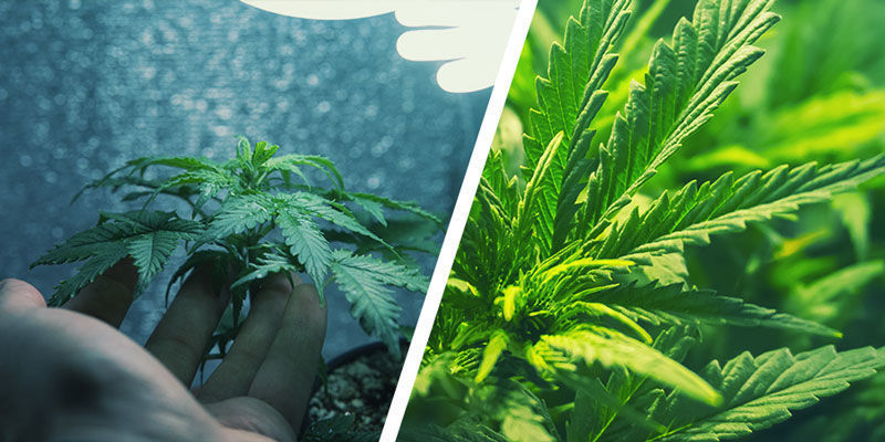 Was Ist Ein Micro-Grow Und Wie Unterscheidet Er Sich Vom Normalen Cannabisanbau?