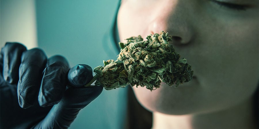 Warum Cannabis-Terpene Wichtig Sind