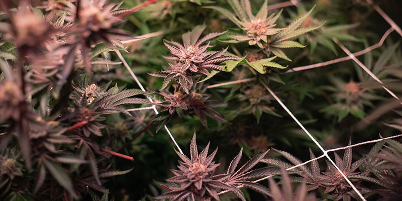 Wie man ein vertikales Anbausystem für Cannabis baut