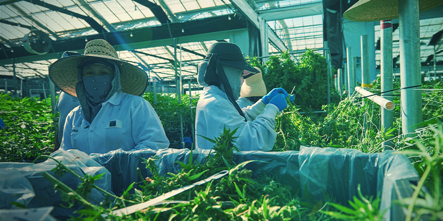 Ist vertikaler Cannabisanbau die Zukunft?