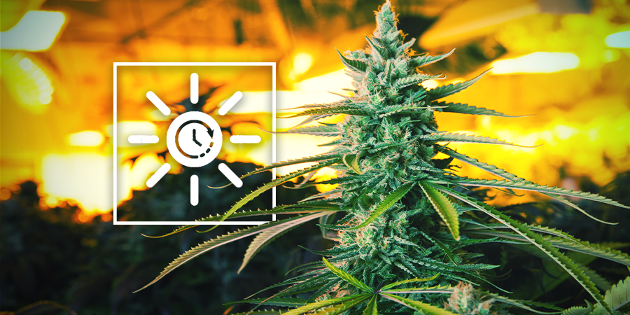 Den Lichtplan früher ändern - Vertikaler Cannabisanbau