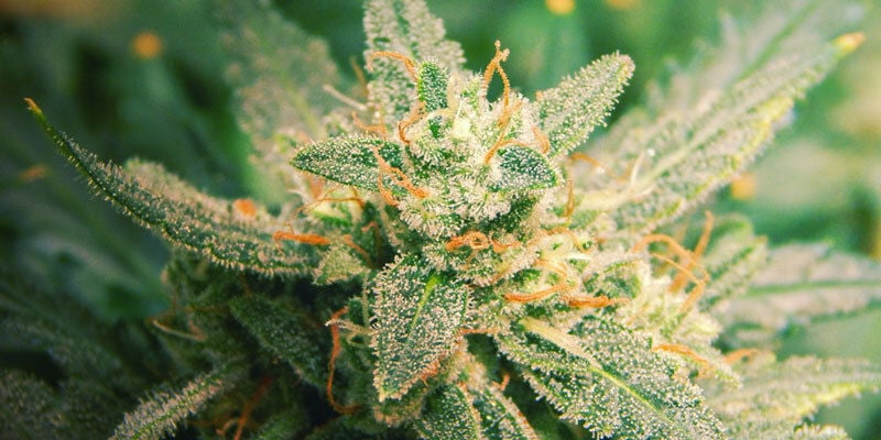 7 Faktoren, Die Die Blüte Von Cannabis Beeinflussen: Was Kannst Du Tun?