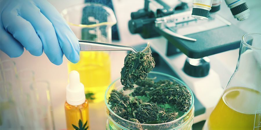 Wie Beeinflusst Cannabis Anandamid?