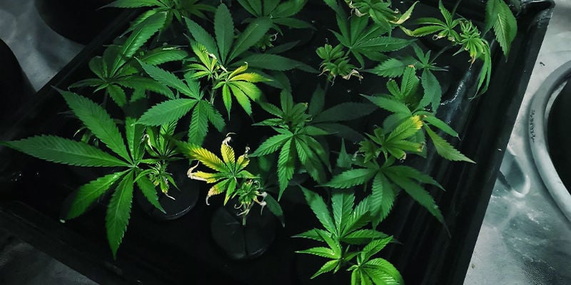 Wie Man Cannabispflanzen Bewässerst: Drainage-Platte