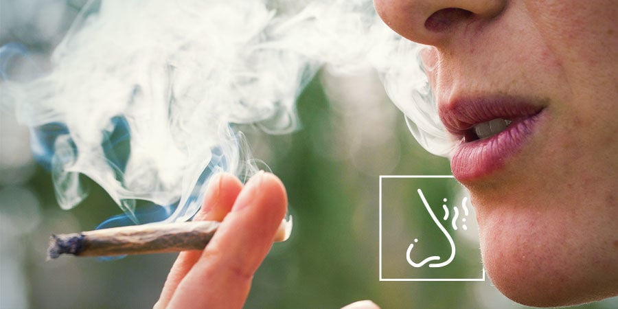 Cannabisverunreinigungen erkennen: Achte genau auf den Geschmack und Geruch des Rauchs oder Dampfes