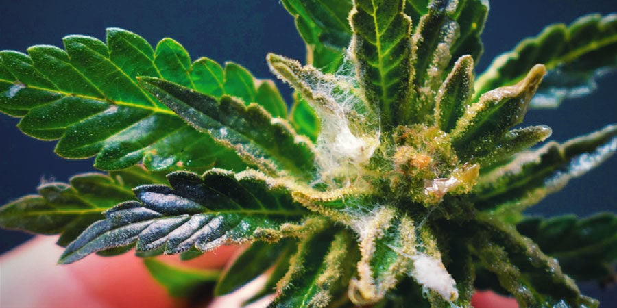 Arten von Cannabisverunreinigungen: Pilze oder Schimmel