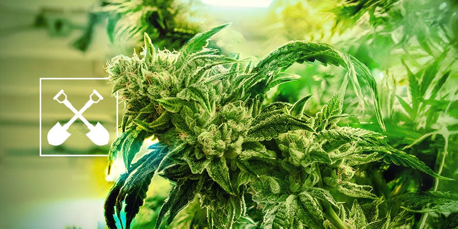 Was benötigt man, um Cannabispflanzen zu ernten?