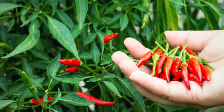 Chilis Anbauen Für Anfänger: Ernte