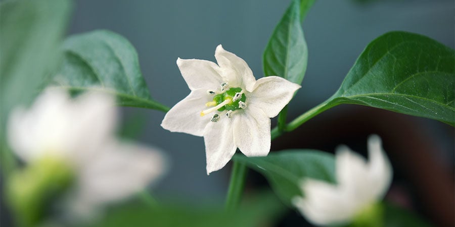 Chilis Anbauen Für Anfänger: Entferne frühe Blüten