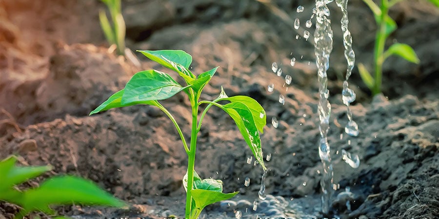 Chilis Anbauen Für Anfänger: Füge Nährstoffe hinzu