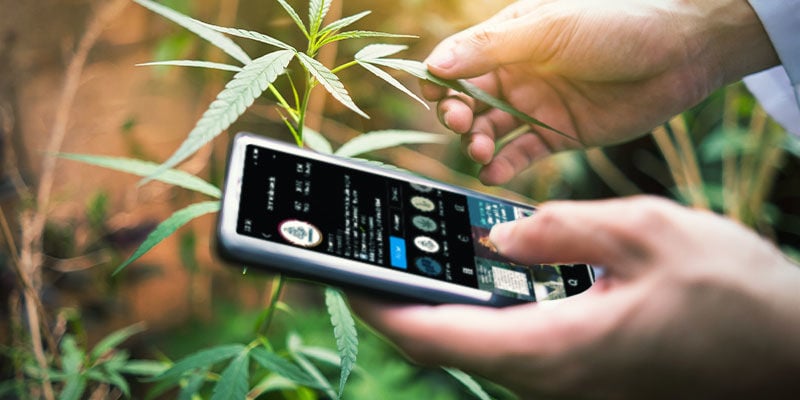 Folge Social-Media-Profilen, die Weed bewerten