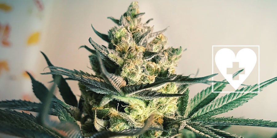 Neue CBD-Cannabissorten - Royal Queen Seeds