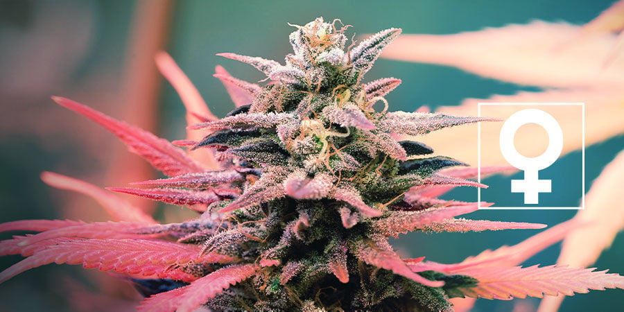 Neue Feminisierte Cannabissorten - Royal Queen Seeds