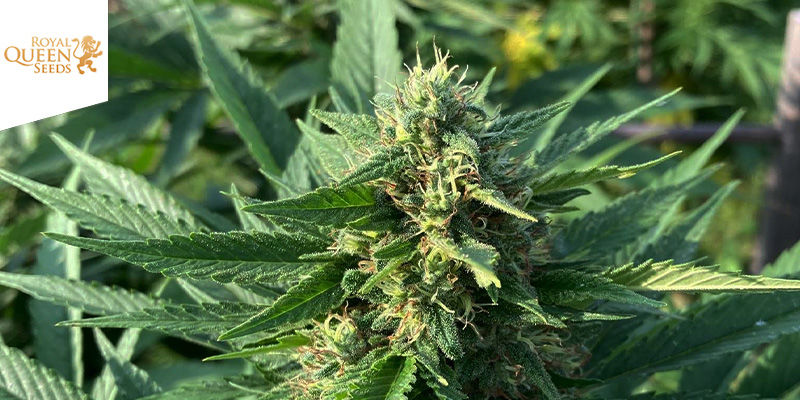 Honey Cream (Royal Queen Seeds)