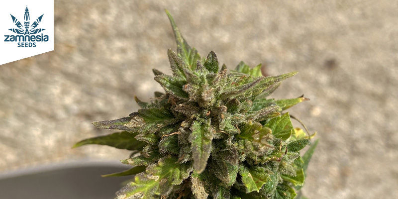 Quick Caramel XL (Zamnesia Seeds)