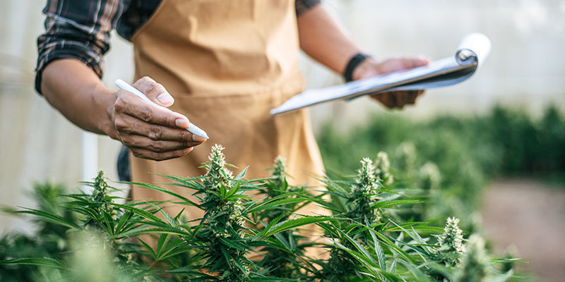 7 Jobs In Der Cannabisbranche